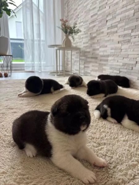 Cuccioli di Akita americano (di razza pura) | Foto 2