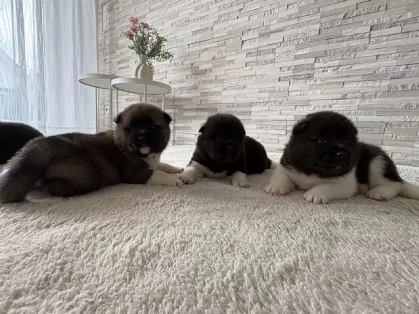 Cuccioli di Akita americano (di razza pura)