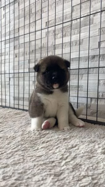 Cuccioli di Akita americano (di razza pura) | Foto 1