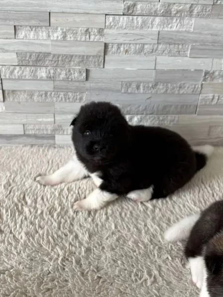 Cuccioli di Akita americano (di razza pura) | Foto 0