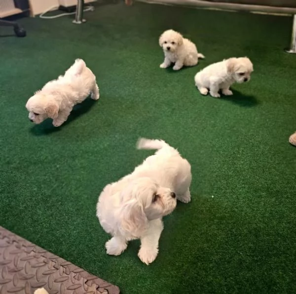 Cuccioli di maltese in cerca di una casa amorevole