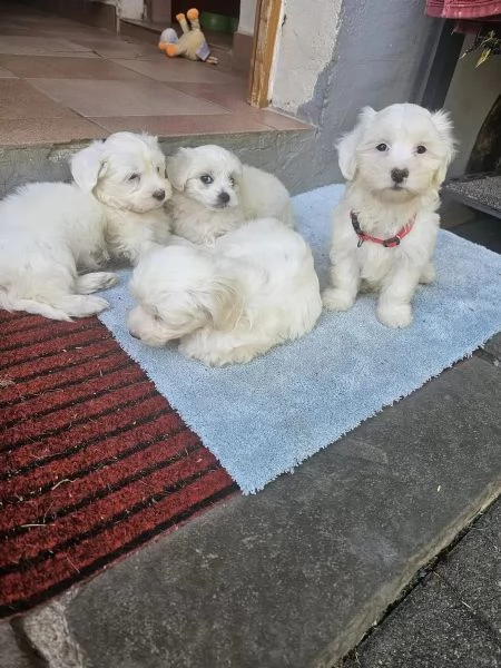Cuccioli di maltese in cerca di una casa amorevole | Foto 2