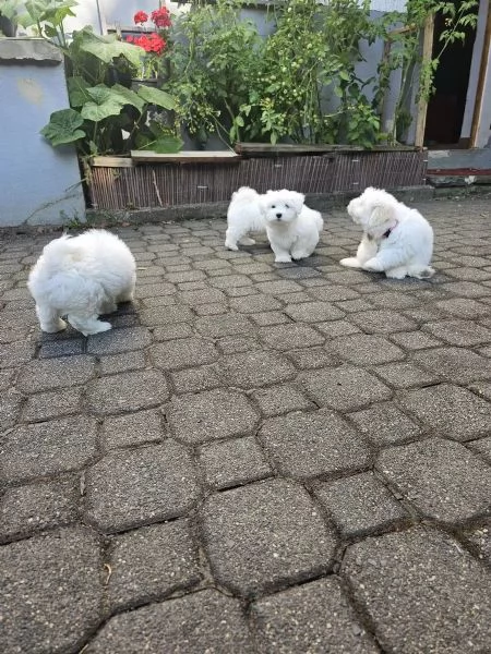 Cuccioli di maltese in cerca di una casa amorevole | Foto 0
