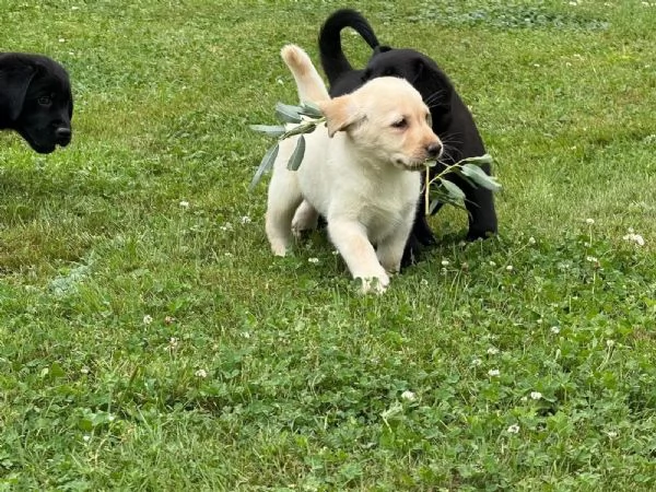 Bellissimi cuccioli di Labrador Retriever di razza pura | Foto 2