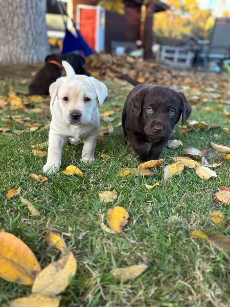 Bellissimi cuccioli di Labrador Retriever di razza pura