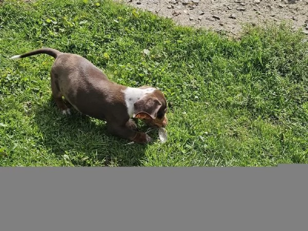 Bassotti nani nero-marroni cercano una casa amorevole | Foto 3