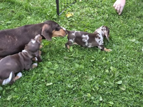 Splendidi cuccioli di bassotto in adozione gratuita. | Foto 2
