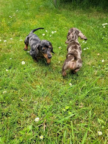 Splendidi cuccioli di bassotto in adozione gratuita.