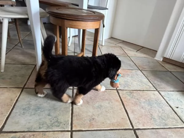 Meravigliosi cuccioli di Bovaro del Bernese