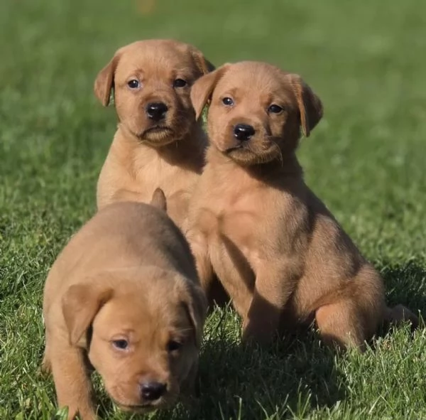 TRE CUCCIOLI DI LABRADOR MIELE  CON PEDIGREE