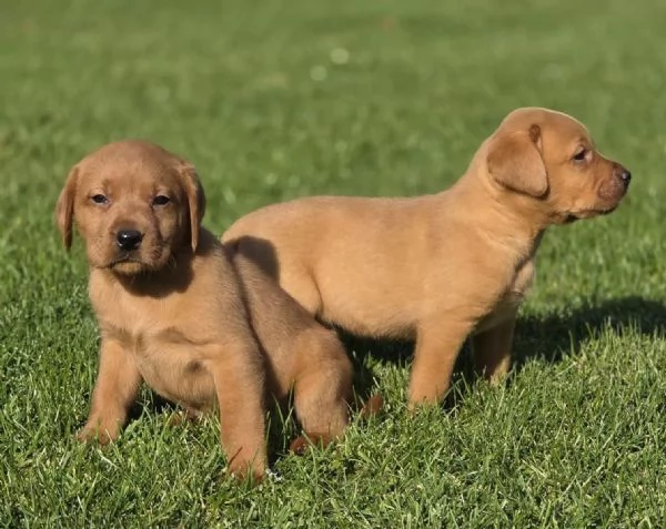 TRE CUCCIOLI DI LABRADOR MIELE  CON PEDIGREE | Foto 2