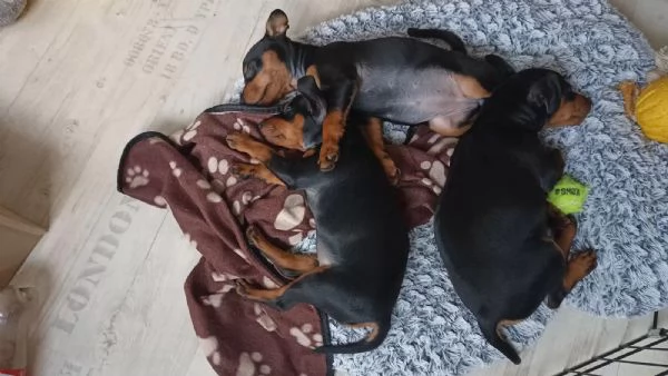 pinscher nani cuccioli nero focato | Foto 0