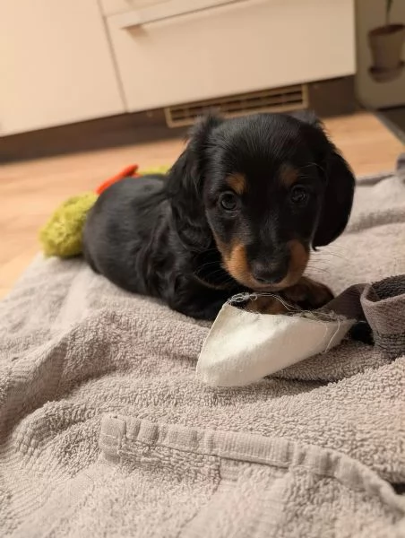 Cuccioli di Bassotto, tigrato nano a pelo lungo | Foto 2