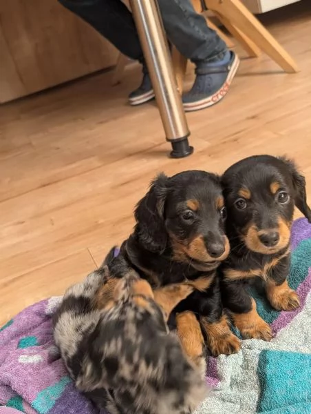 Cuccioli di Bassotto, tigrato nano a pelo lungo