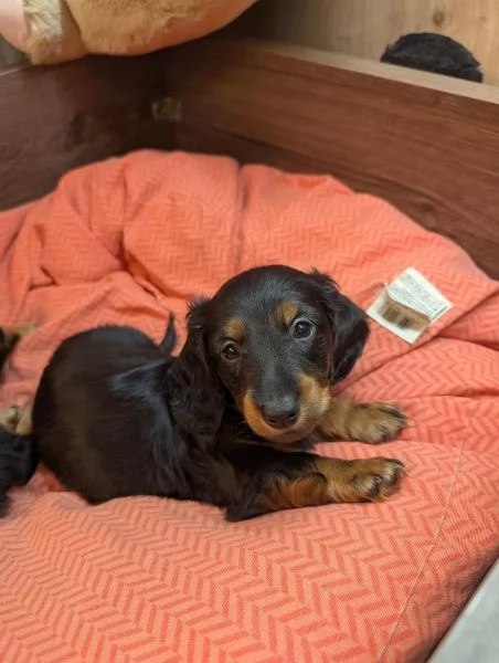 Cuccioli di Bassotto, tigrato nano a pelo lungo | Foto 0