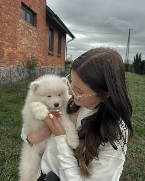 Cuccioli Samoiedo maschio e femmina