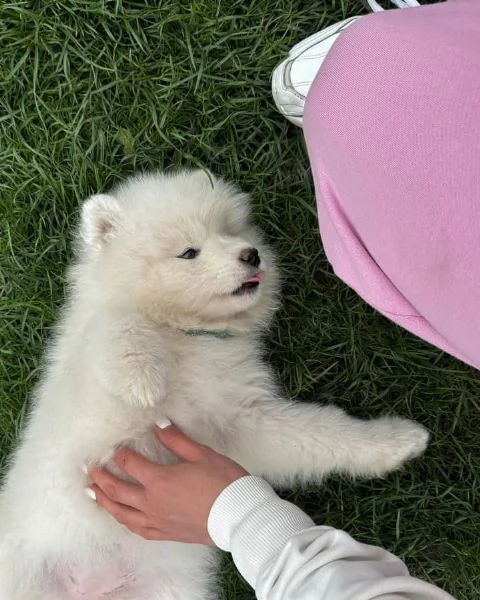 Cuccioli Samoiedo maschio e femmina | Foto 2