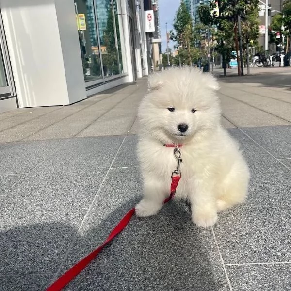 Cuccioli Samoiedo maschio e femmina | Foto 1