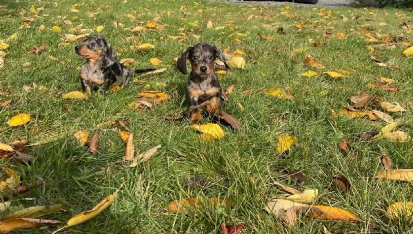 Cuccioli di bassotto dai colori meravigliosi | Foto 0