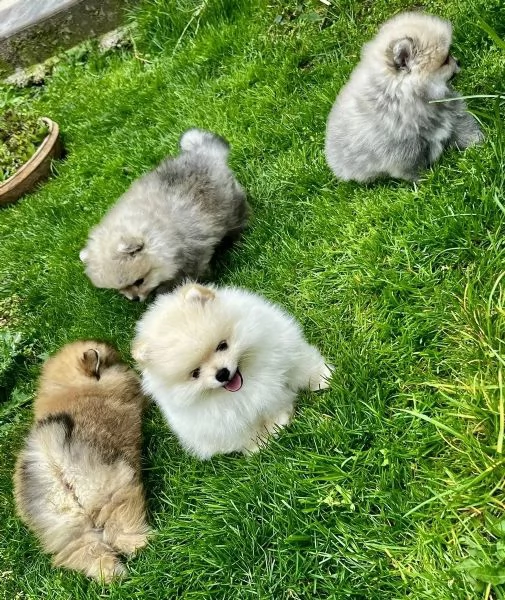 Disponibili Cuccioli di i Razza Volpino di Pomerania | Foto 2