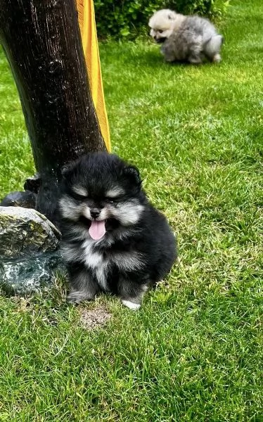 Disponibili Cuccioli di i Razza Volpino di Pomerania | Foto 0