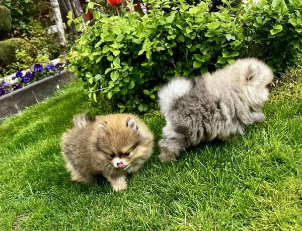 Disponibili Cuccioli di i Razza Volpino di Pomerania
