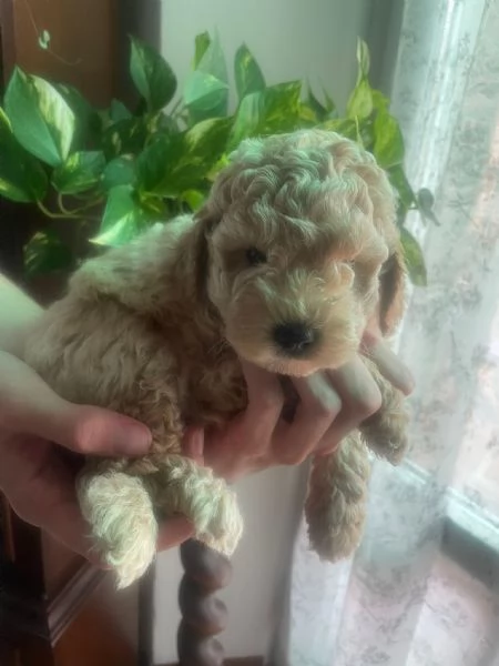 Barboncino Toy albicocca 