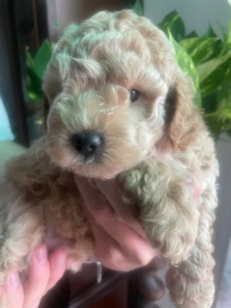 Barboncino Toy albicocca  | Foto 0