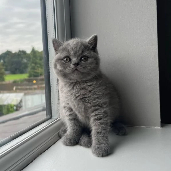 Gattini British Shorthair dolcissimi | Foto 0