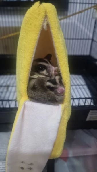 Petauro dello zucchero 