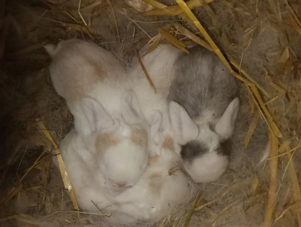 CONIGLIO ARIETE CUCCIOLI | Foto 5