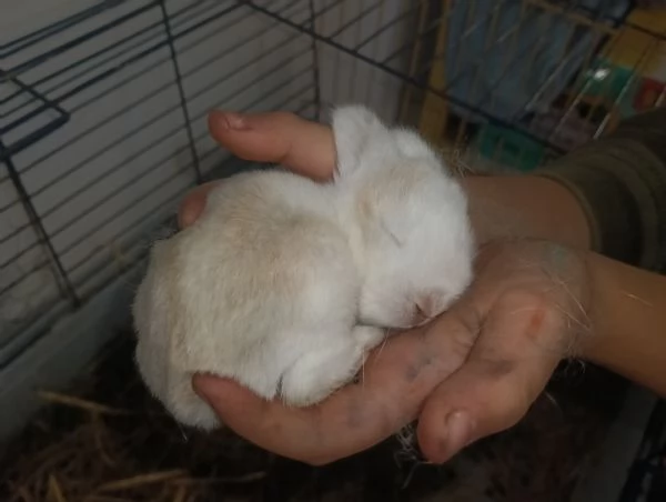 CONIGLIO ARIETE CUCCIOLI | Foto 4
