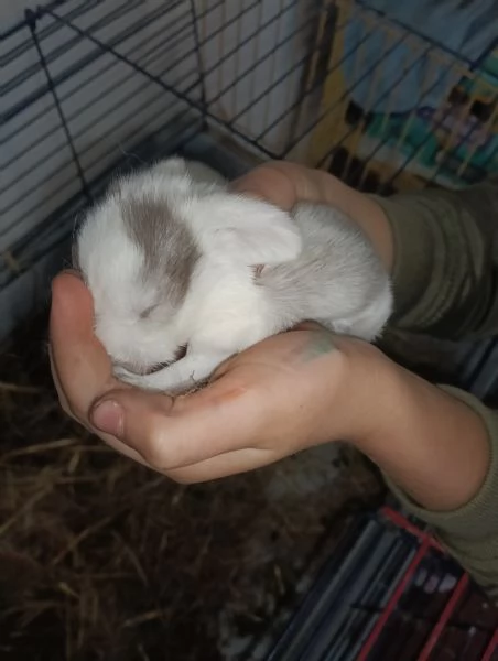 CONIGLIO ARIETE CUCCIOLI | Foto 3