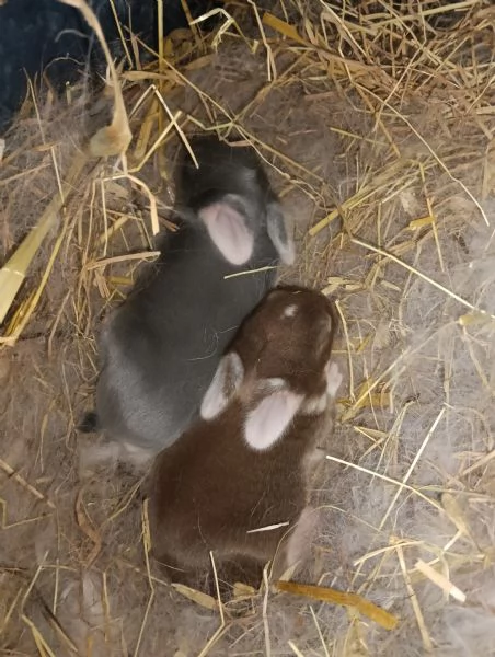 CONIGLIO ARIETE CUCCIOLI | Foto 2