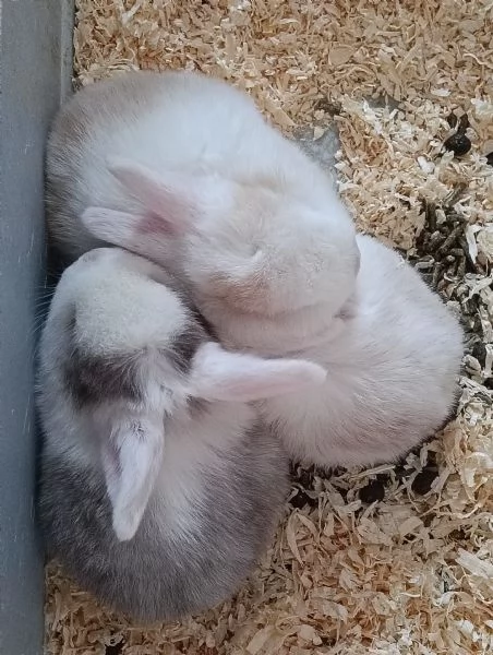 CONIGLIO ARIETE CUCCIOLI | Foto 1
