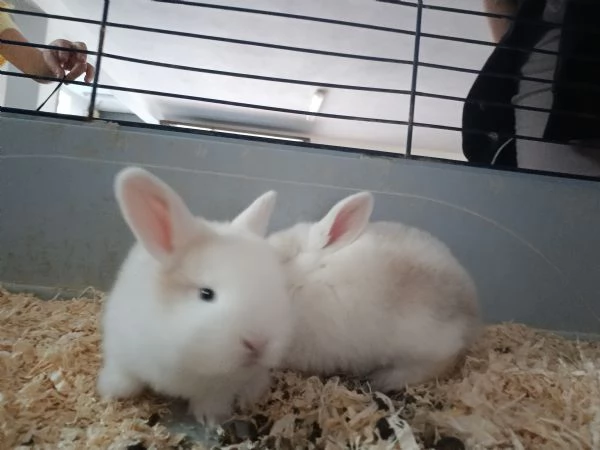 CONIGLIO ARIETE CUCCIOLI