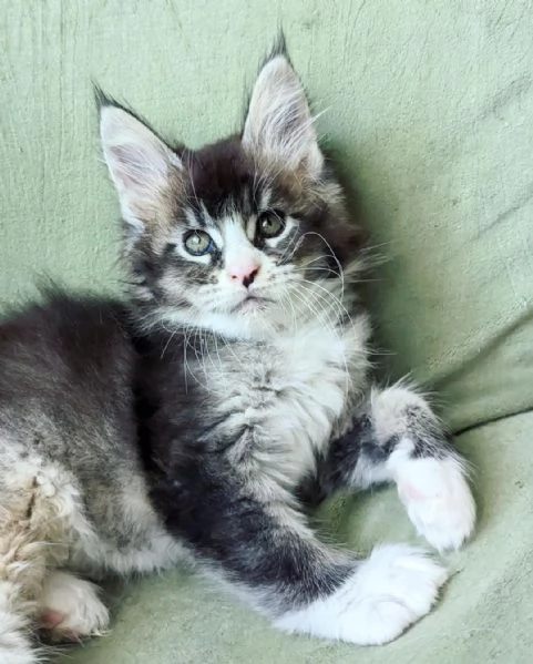Disponibili splendidi gattini Maine Coon