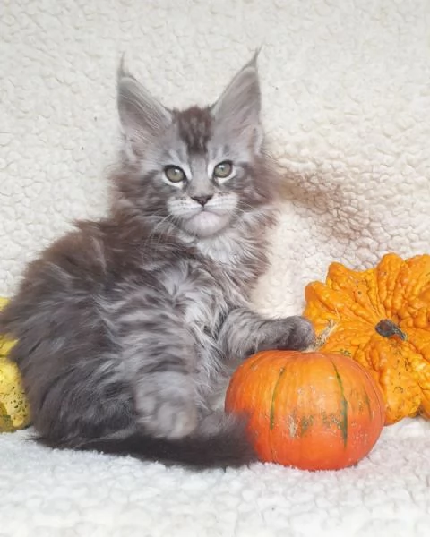 Bellissimi cuccioli di Maine Coon disponibili