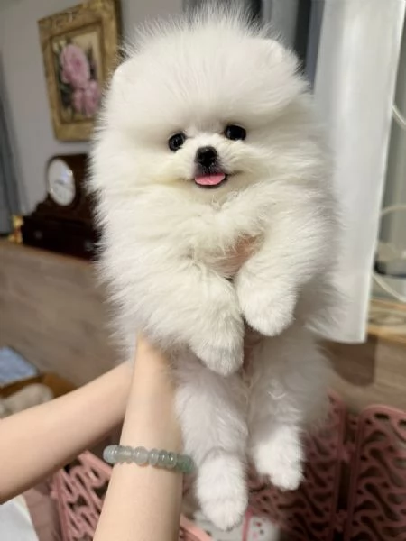 Offriamo cuccioli di pomerania 