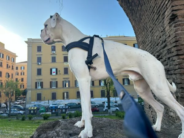 Accoppiare Cane Boxer Bianco | Foto 0