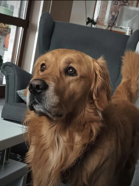 Cucciolata di Golden Retriver  | Foto 6