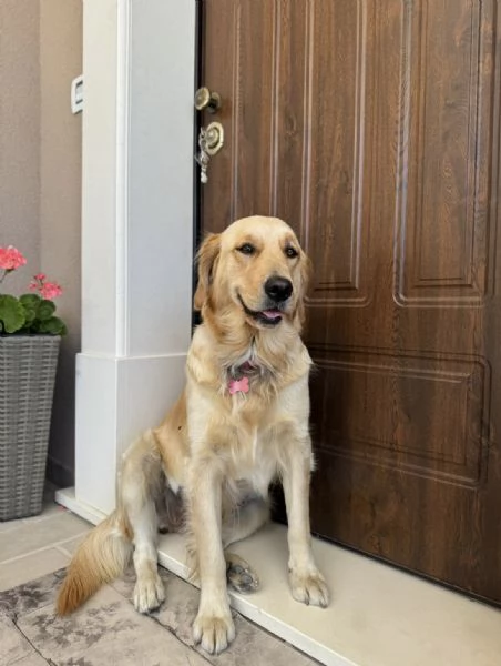 Cucciolata di Golden Retriver  | Foto 5
