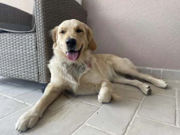 Cucciolata di Golden Retriver  | Foto 4