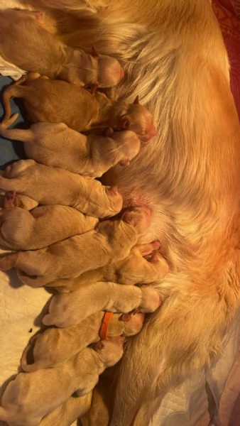 Cucciolata di Golden Retriver  | Foto 3