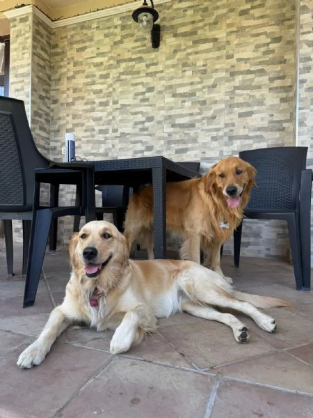 Cucciolata di Golden Retriver  | Foto 2