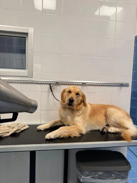 Cucciolata di Golden Retriver  | Foto 1