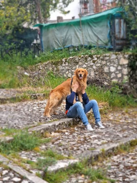 Cucciolata di Golden Retriver  | Foto 0