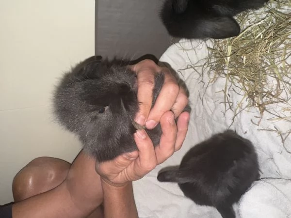Cuccioli coniglio Ariete nano blu 