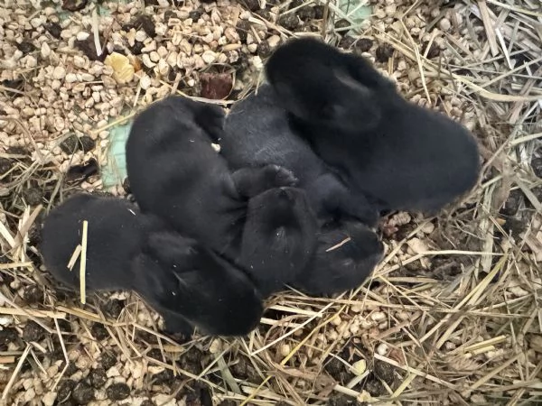 Cuccioli coniglio Ariete nano blu  | Foto 3