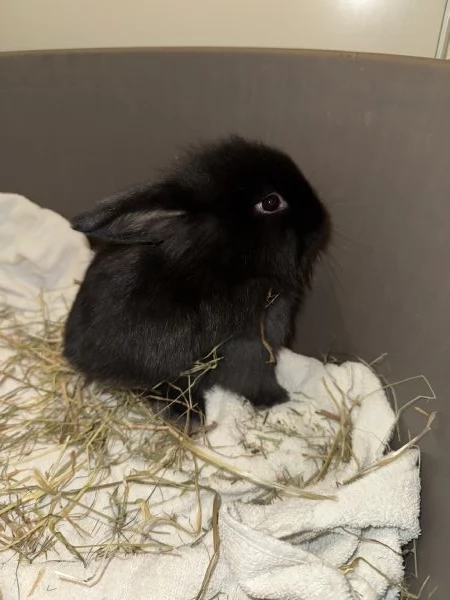 Cuccioli coniglio Ariete nano blu  | Foto 2